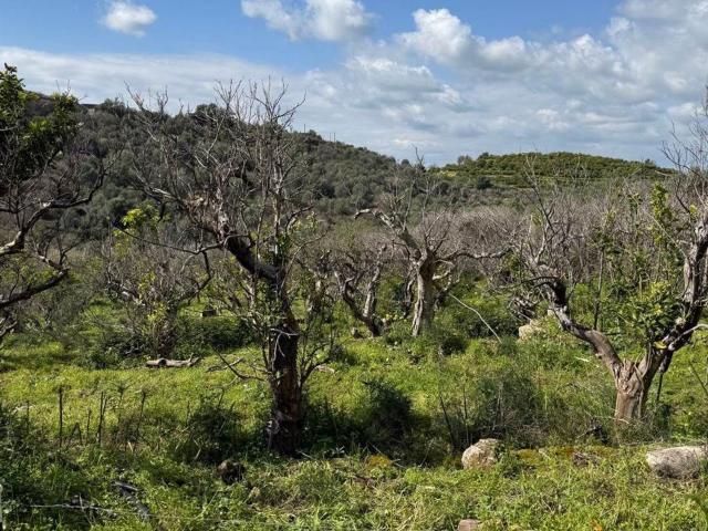 Terreno in vendita a Lentini, Sicilia