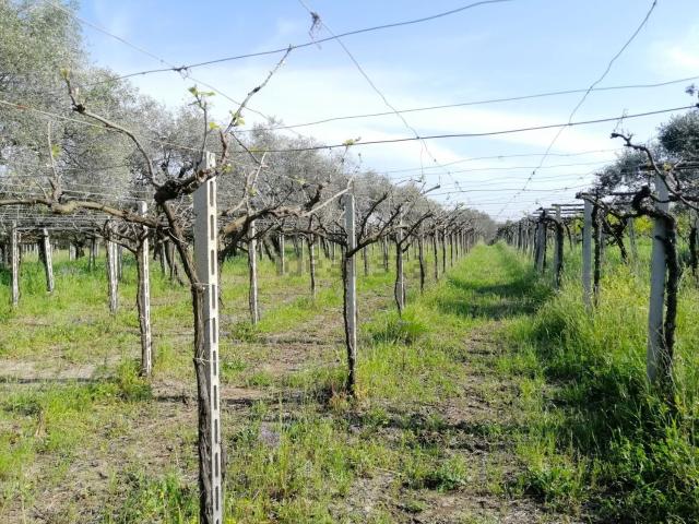 Terreno in vendita a Ortona, Abruzzo