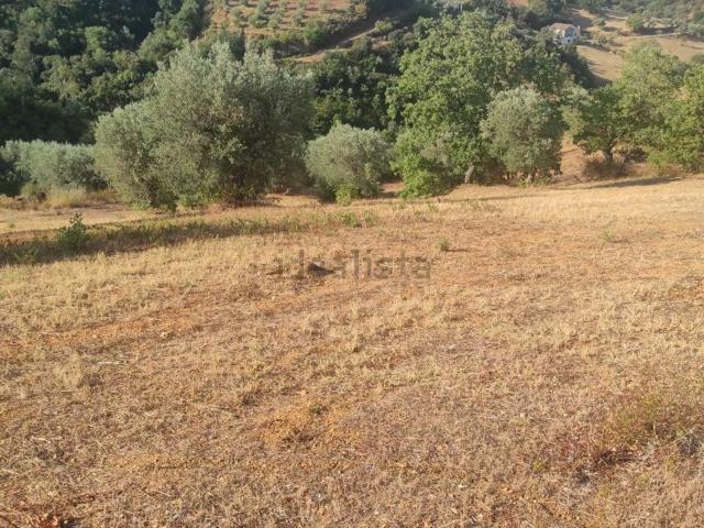 Terreno in vendita a Santa Sofia d'Epiro, Cosenza