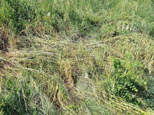 Terreno in vendita a Marche, Macerata