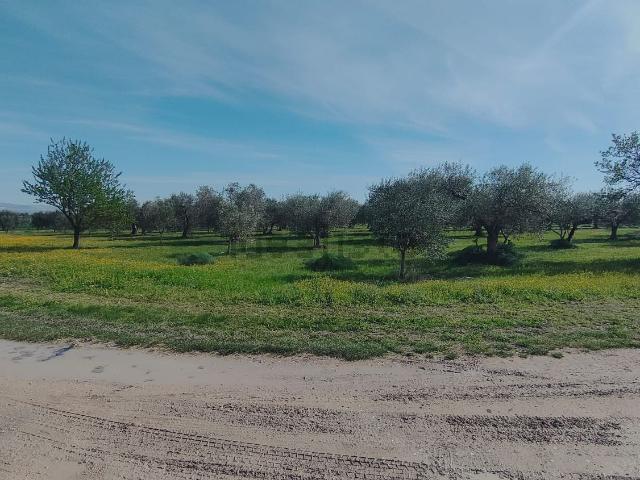 Terreno in vendita a Puglia, Foggia