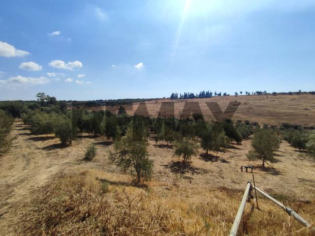 Terreno in vendita a Motta Sant'anastasia, Sicilia