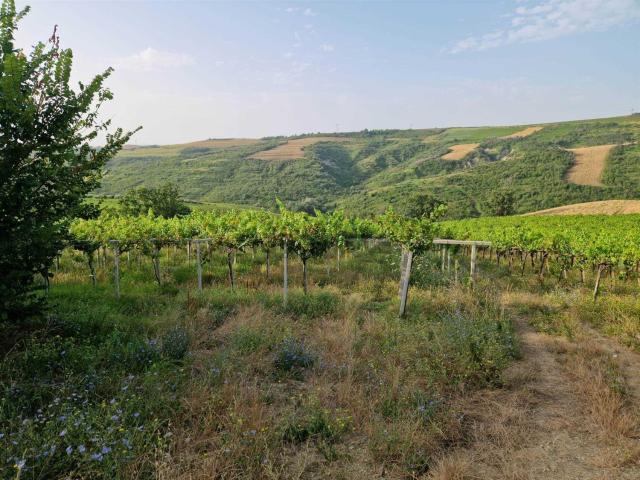 Terreno in vendita a Orsogna, Abruzzo