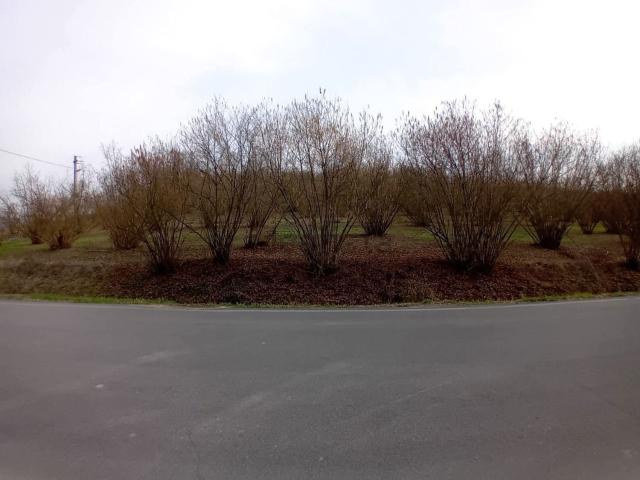 Terreno in vendita a Santa Maria, La Morra