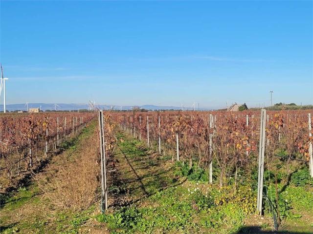 Terreno in vendita a Puglia, Foggia