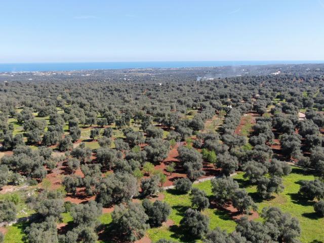 Terreno in vendita a Puglia, Brindisi