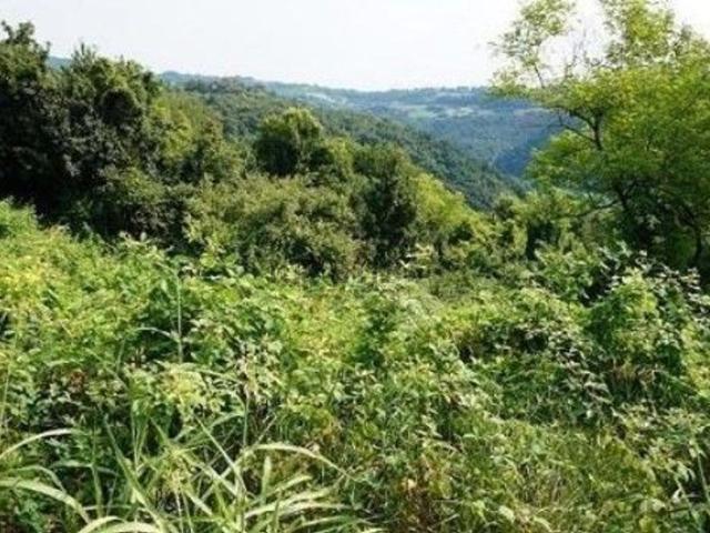 Terreno in vendita a Monteviale, Veneto