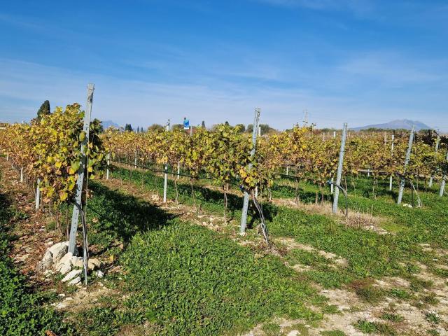 Terreno in vendita a Lazise, Veneto