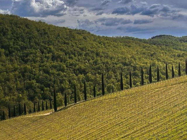 Terreno in vendita a Castelnuovo Berardenga, Toscana
