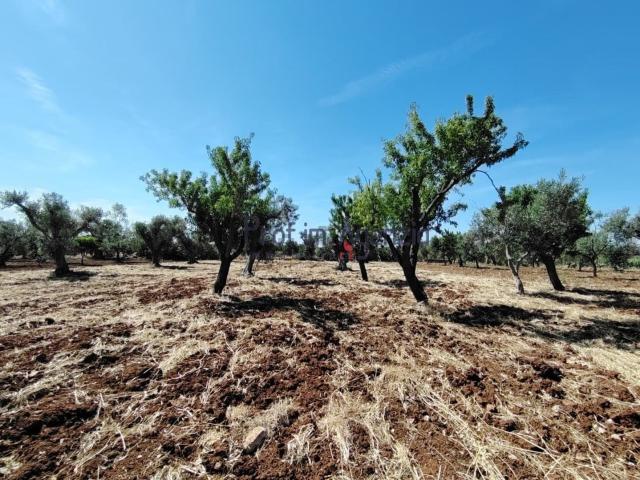 Terreno in vendita a Puglia, Brindisi