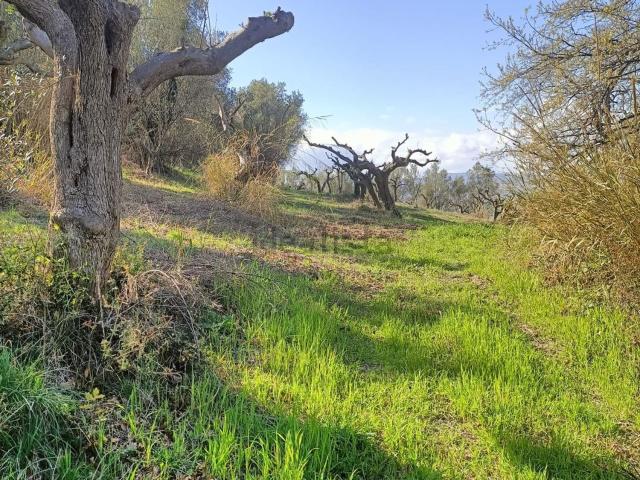Terreno in vendita a Paglieta, Abruzzo