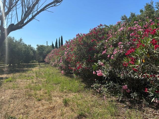 Terreno in vendita a Castiglione Della Pescaia, Toscana