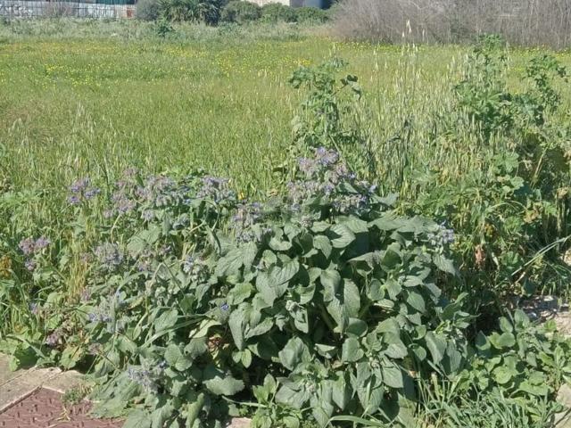 Terreno in vendita a San Sperate, Sardigna/Sardegna