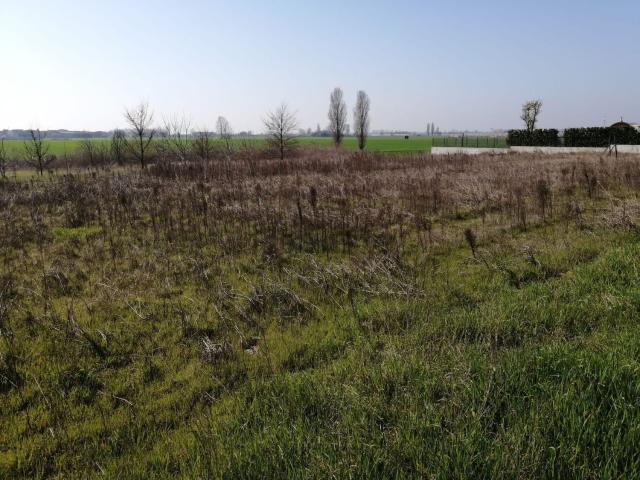 Terreno in vendita a Cerea, Veneto