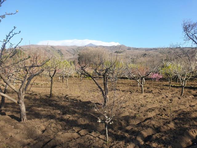Terreno in vendita a Tarderia, Pedara