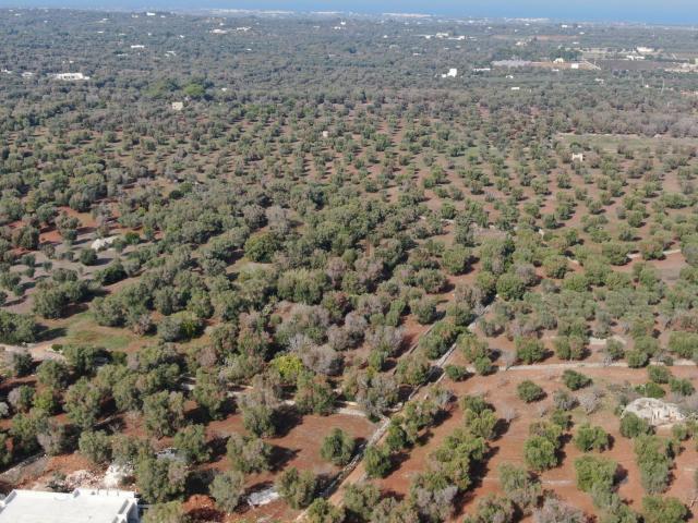Terreno in vendita a Puglia, Brindisi