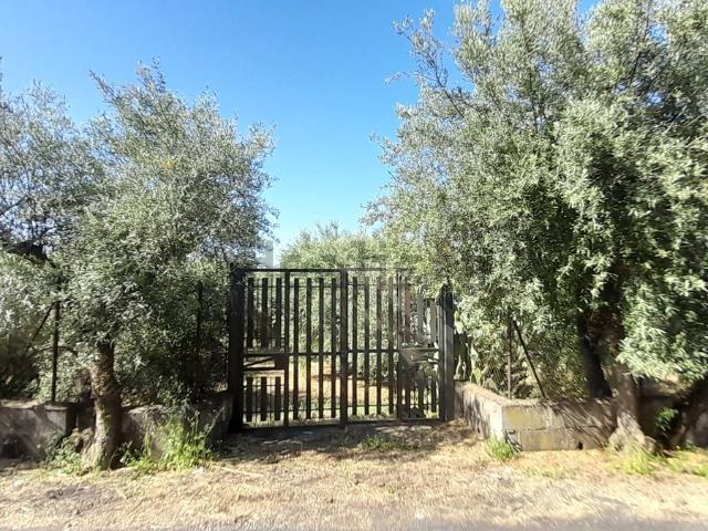 Terreno in vendita a Santa Maria Di Licodia, Sicilia