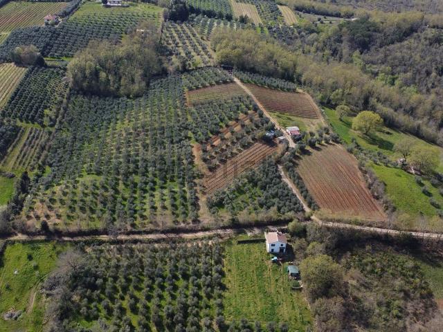 Terreno in vendita a Civitella Paganico