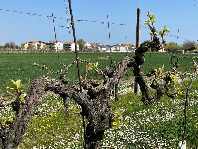 Terreno in vendita a Savignano Sul Rubicone, Reggio Emilia