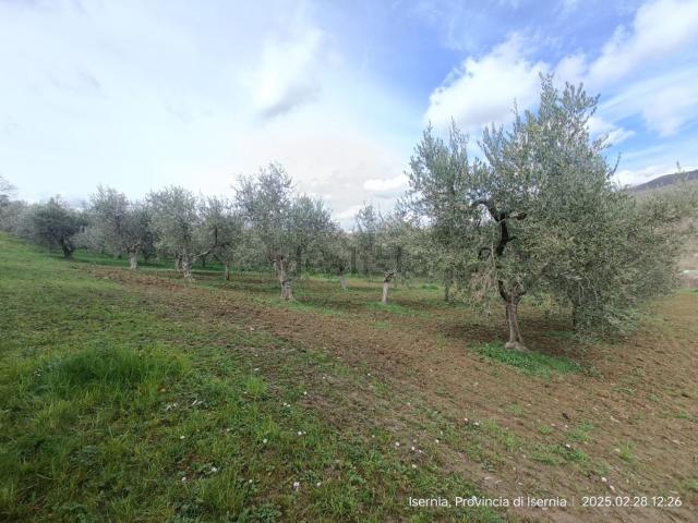 Terreno in vendita a Isernia, Molise