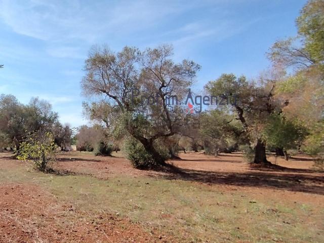 Terreno in vendita a Puglia, Brindisi