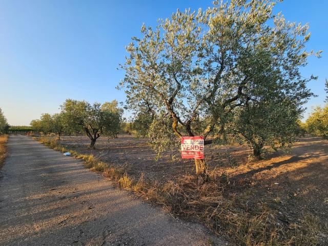 Terreno in vendita a San Severo, Foggia