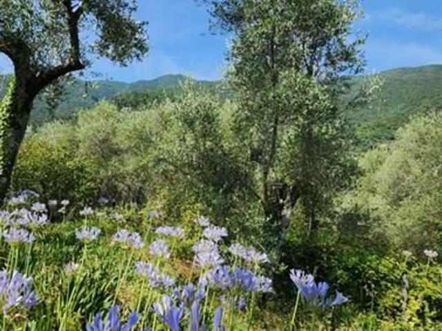 Terreno in vendita a Baiardo, Liguria