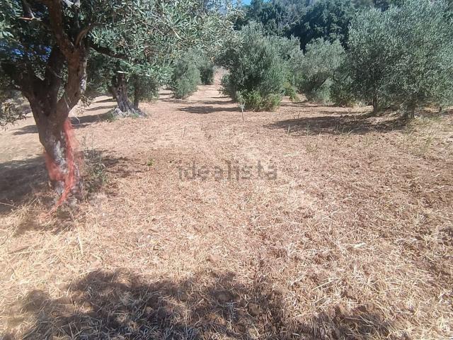 Terreno in vendita a Siano, Calabria