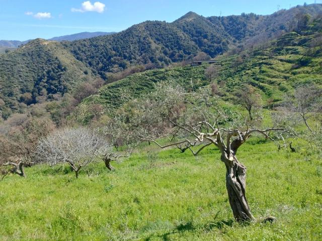 Terreno in vendita a Roccavaldina, Sicilia