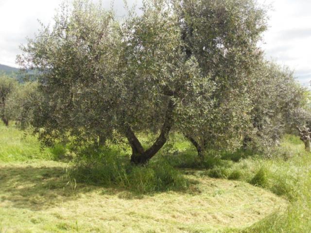 Terreno in vendita a Pistoia, Case Vecchie