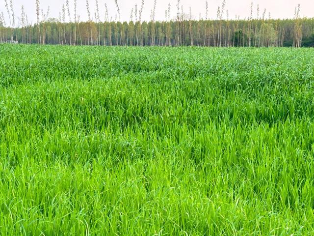 Terreno in vendita a Fiume Veneto, Friuli-Venezia Giulia