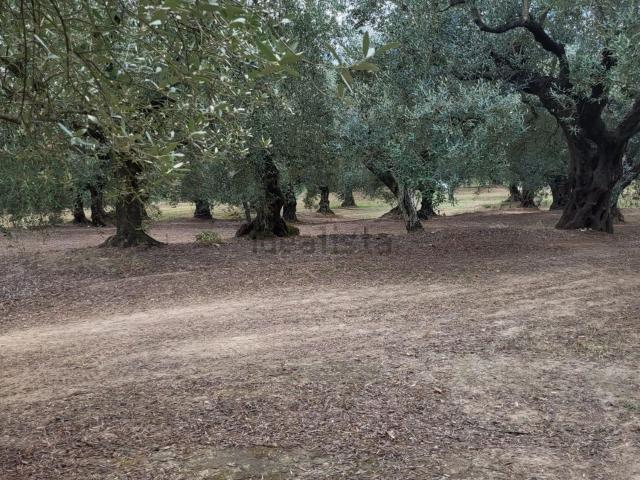 Terreno in vendita a Sant'agata De' Goti, Campania