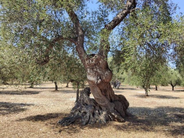 Terreno in vendita a Puglia, Brindisi