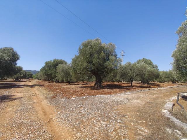 Terreno in vendita a Puglia, Brindisi
