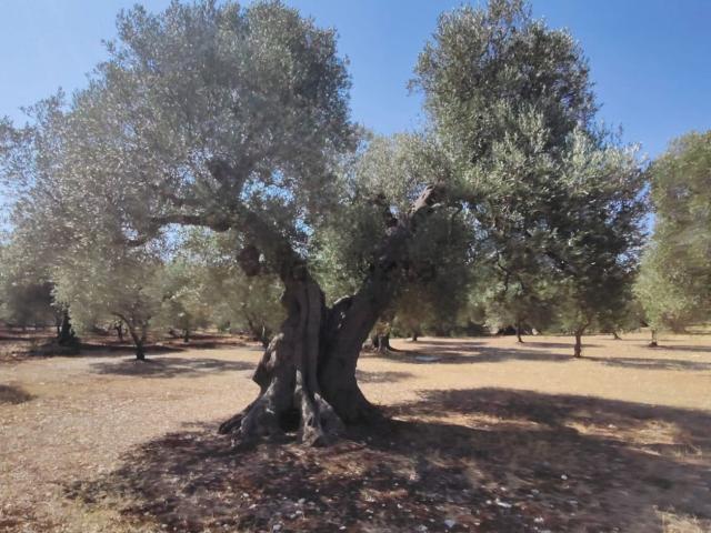 Terreno in vendita a Puglia, Brindisi