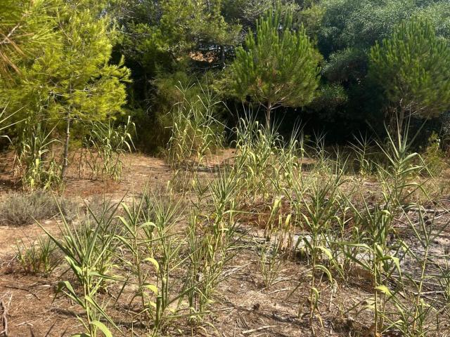 Terreno in vendita a Puglia, Taranto