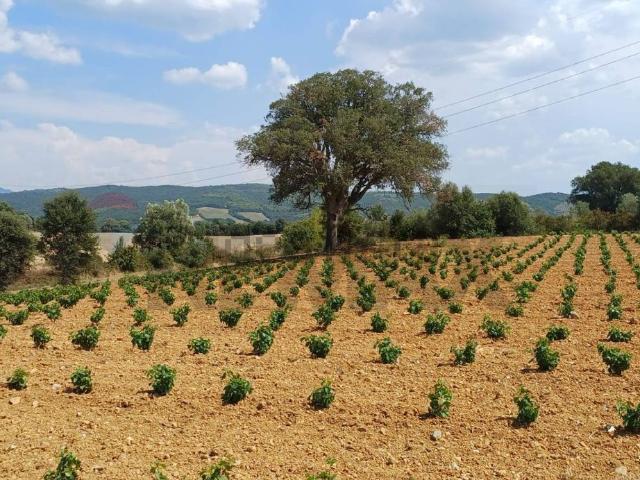 Terreno in vendita a Suvereto, Toscana