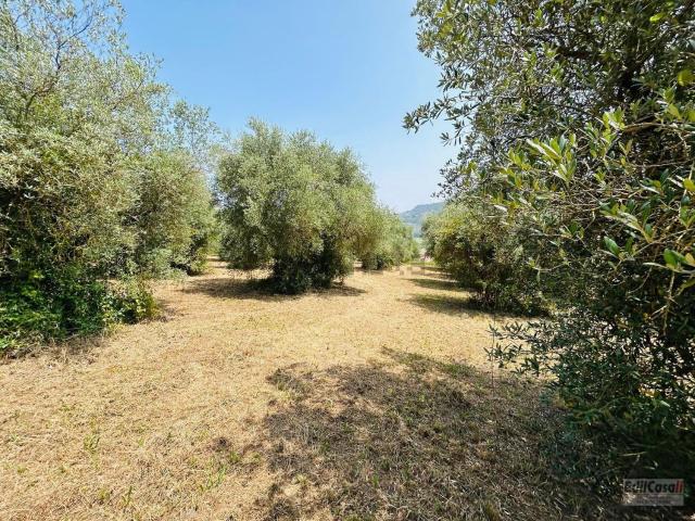 Terreno in vendita a Orte, Lazio