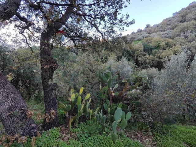 Terreno in vendita a Femminamorta, Barcellona Pozzo Di Gotto