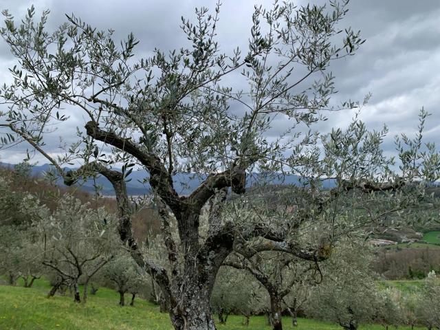 Terreno in vendita a Miranda, Molise