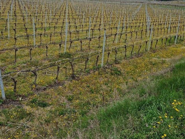 Terreno in vendita a Cavaion Veronese, Veneto