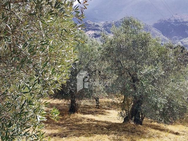 Terreno in vendita a Torri in Sabina, Rieti