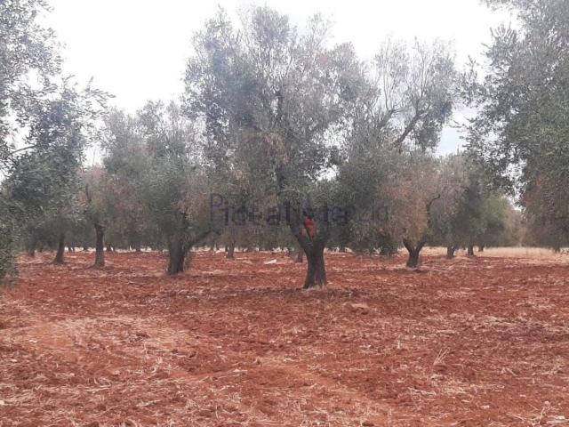 Terreno in vendita a Puglia, Brindisi