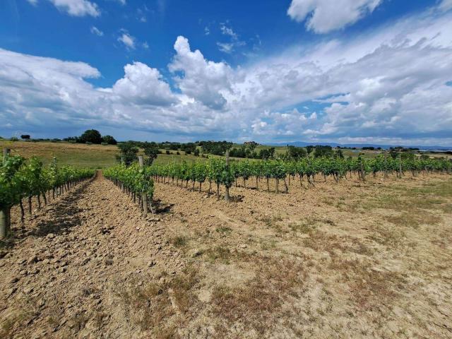 Terreno in vendita a Abbadia Di Montepulciano, Toscana