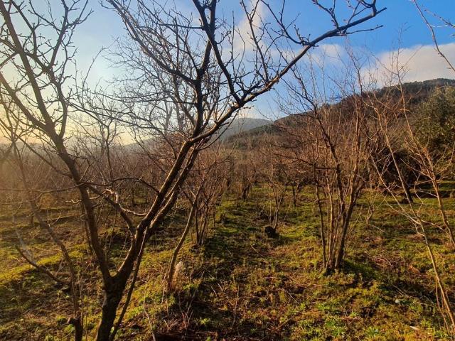 Terreno in vendita a Avellino, Campania