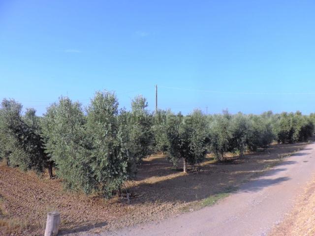Terreno in vendita a Bibbona, Toscana