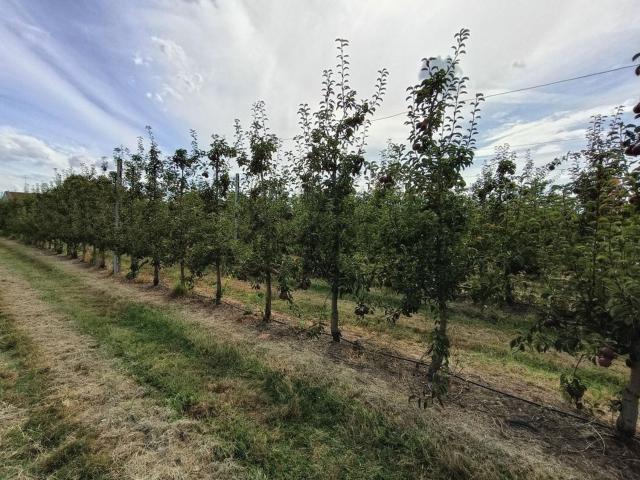 Terreno in vendita a Unione dei comuni della Bassa Romagna, Lugo