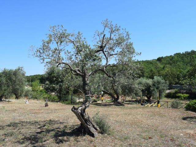 Terreno in vendita a Ceglie Messapica