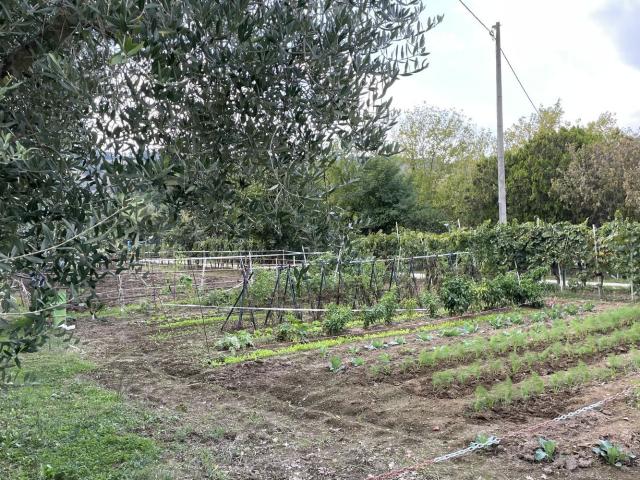 Terreno in vendita a Case Bruciate, Marche
