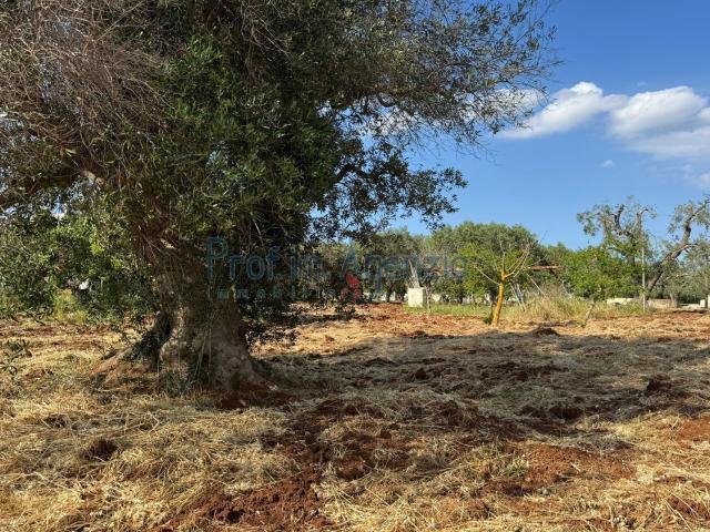 Terreno in vendita a Puglia, Brindisi